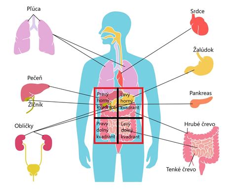 Štruktúra brušných orgánov