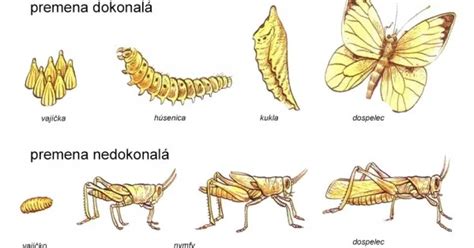 Vývojové štádiá šteniatka