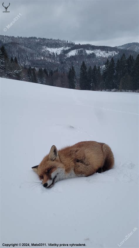 Líška pripravená na lov