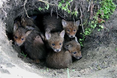 Mláďatá líšky hrdzavej