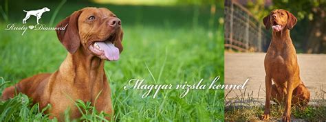 Maďarská vyžla hrajúca sa s rodinou