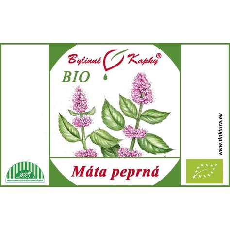 Ilustrácia rastliny mäty piepornej