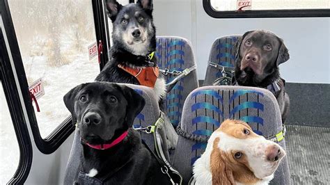 Ilustrácia prepravy psa v autobuse