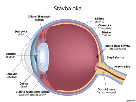 Schematický nákres ako vyplachovať oko