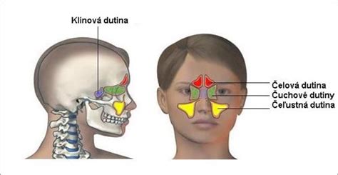 Ilustrácia nosovej dutiny