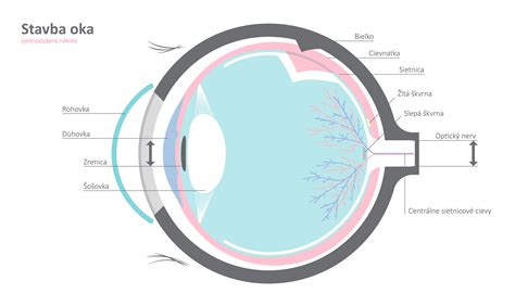 schéma oka s vyznačeným jačmeňom