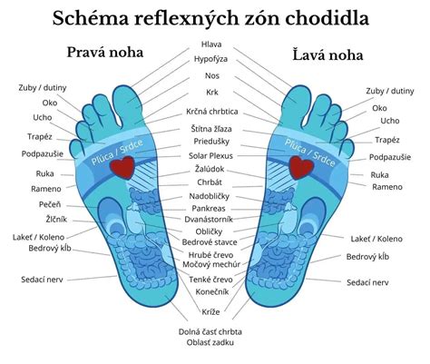 Schéma reflexných zón používaných vo Vojtovej metóde