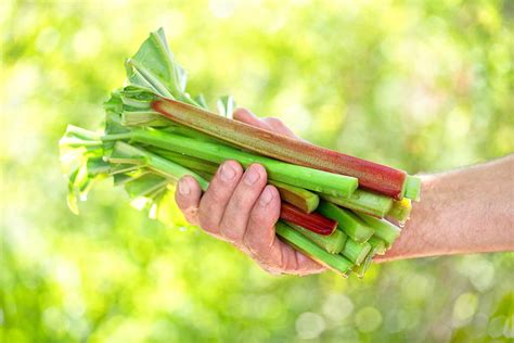 Ilustrácia rizík konzumácie rebarbory