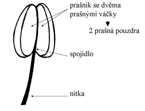 Stavba tyčinky a peľového zrnka