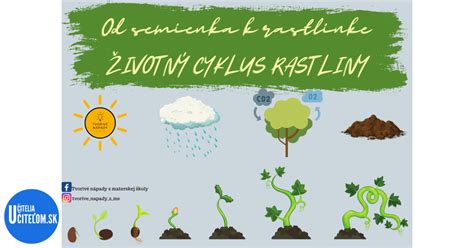 Životný cyklus rastliny