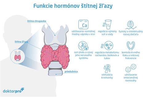 Schéma fungovania štítnej žľazy