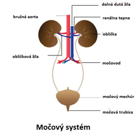 Infografika zobrazujúca ženský močový systém a súvislosť s reprodukčnými orgánmi
