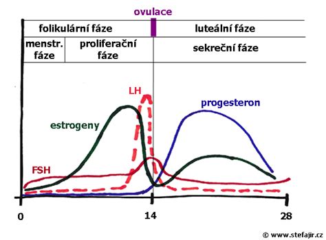 graf hormonálnych hladín počas menštruačného cyklu
