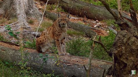 Záber z filmu Pavla Barabáša