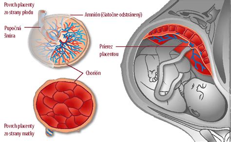 Štruktúra placenty a pupočnej šnúry