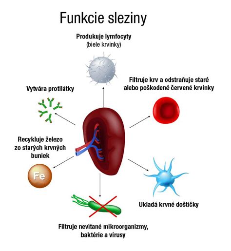 Infografika: Funkcie placenty