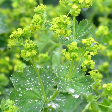 Bylinka alchemilka žltozelená