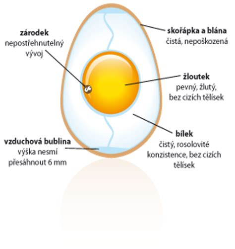 Štruktúra ľudského vajíčka