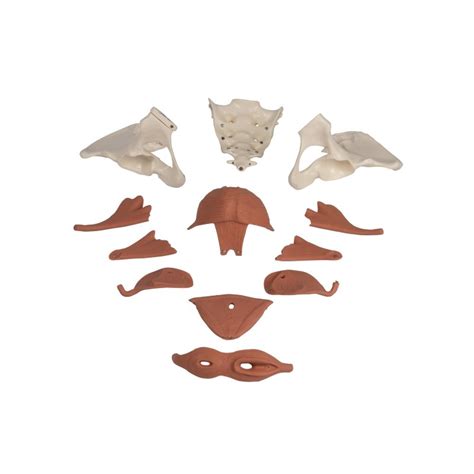 Ilustrácia ženského panvového dna s vyznačenými svalmi