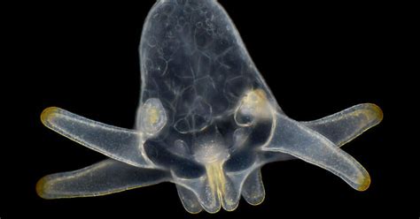 Zmrazené embryo pod mikroskopom