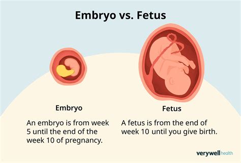 Embryo v kryosklade