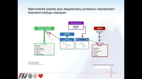 Schéma príznakov anafylaktického šoku