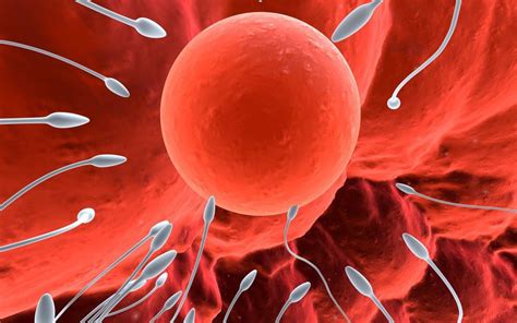 Ilustrácia oplodnenia vajíčka spermiou v laboratóriu