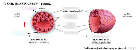 Štruktúra blastocysty a proces implantácie