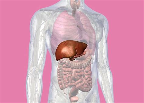 Ilustrácia pečene a jej funkcií