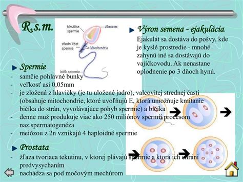 Schéma ženskej rozmnožovacej sústavy
