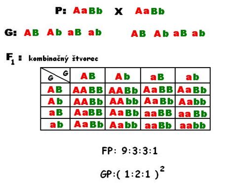 Kombinačný štvorec pre dihybridné kríženie