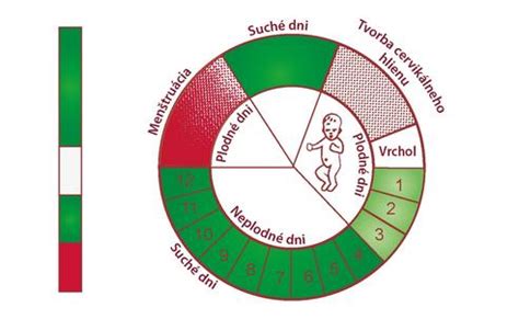 Graf plodných a neplodných dní v cykle