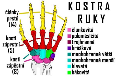 Anatomia ruky so šľachami a pútkami