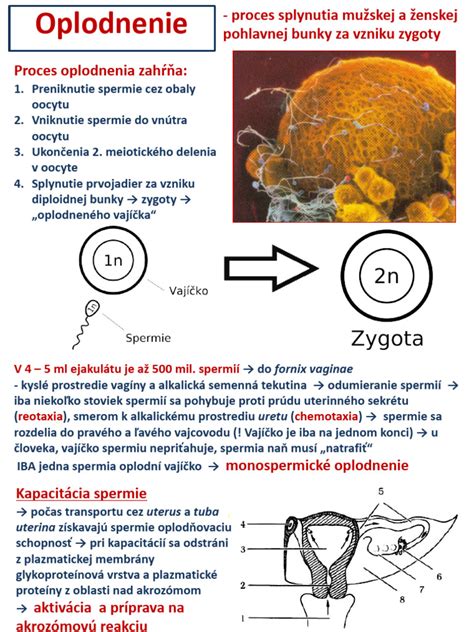 proces oplodnenia spermie a vajíčka