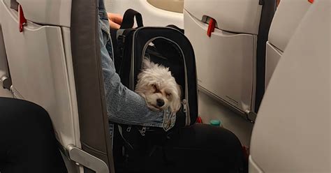 Ilustrácia prepravy kočíka v lietadle