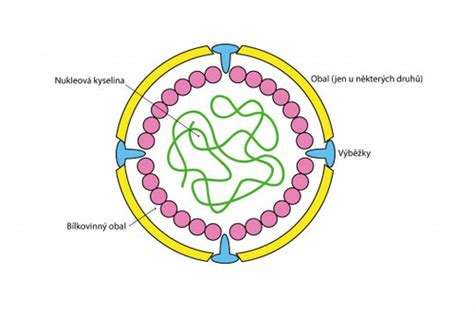 Ilustrácia vírusov a baktérií spôsobujúcich hnačku
