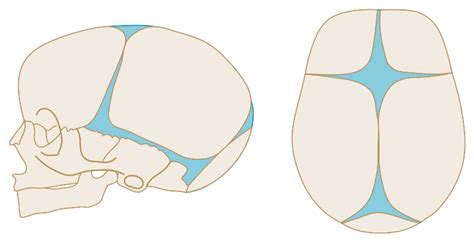 Ilustrácia fontanely na hlavičke novorodenca