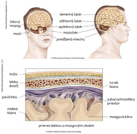 Schéma toku mozgovomiechového moku v mozgu