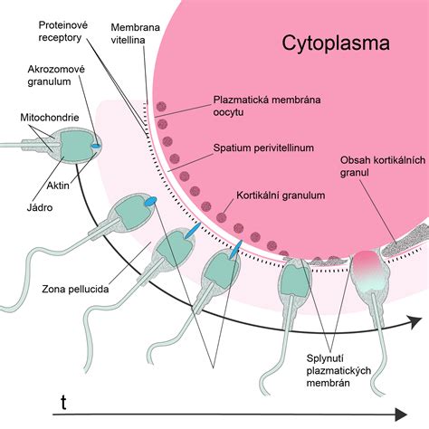 Ilustrácia oplodnenia vajíčka a spermie