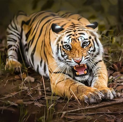 Bengálsky tiger v prirodzenom prostredí