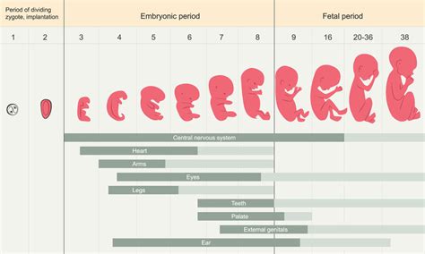 Porovnanie biochemického tehotenstva a spontánneho potratu