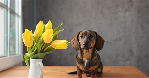 kvety symbolizujúce január