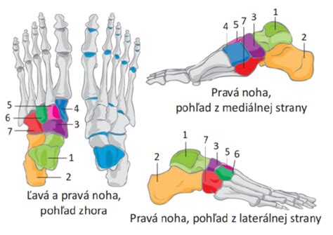 Anatomia detskej nohy