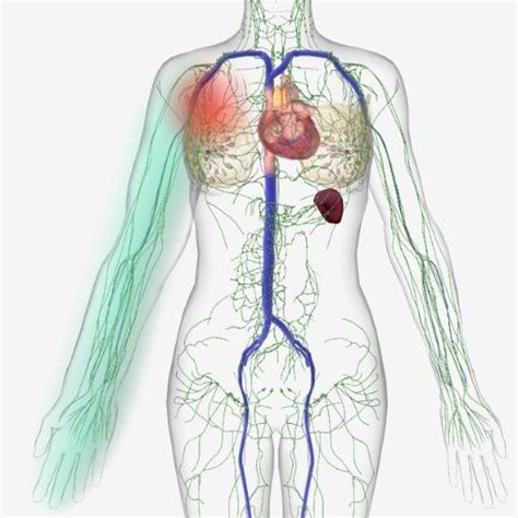 Ultrazvukové zobrazenie lymfatických uzlín