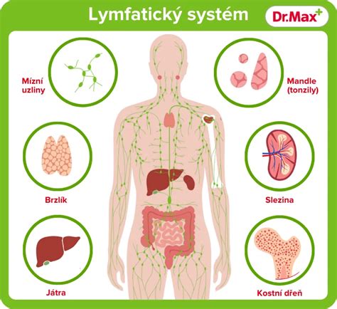 Schematické znázornenie lymfatického systému