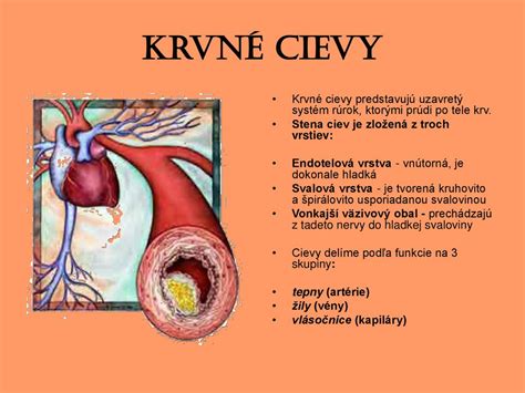Infografika zobrazujúca štruktúru srdca a hlavné cievy
