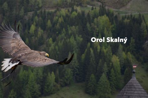 Orol skalný krúži nad lesom