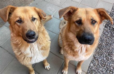 Pes Ryan, ktorý pohrýzol chlapca