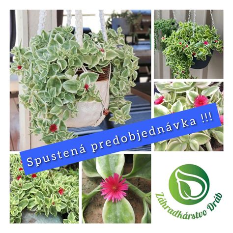 Mladík šplhajúci po balkónoch