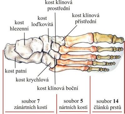 anatomické znázornenie hlbokých žíl nôh